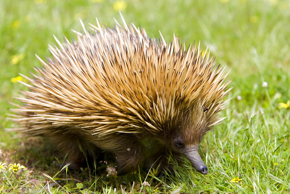 Echidna (Tachyglossus aculeatu), Kangaroo Island, South Australia, Australia, Pacific