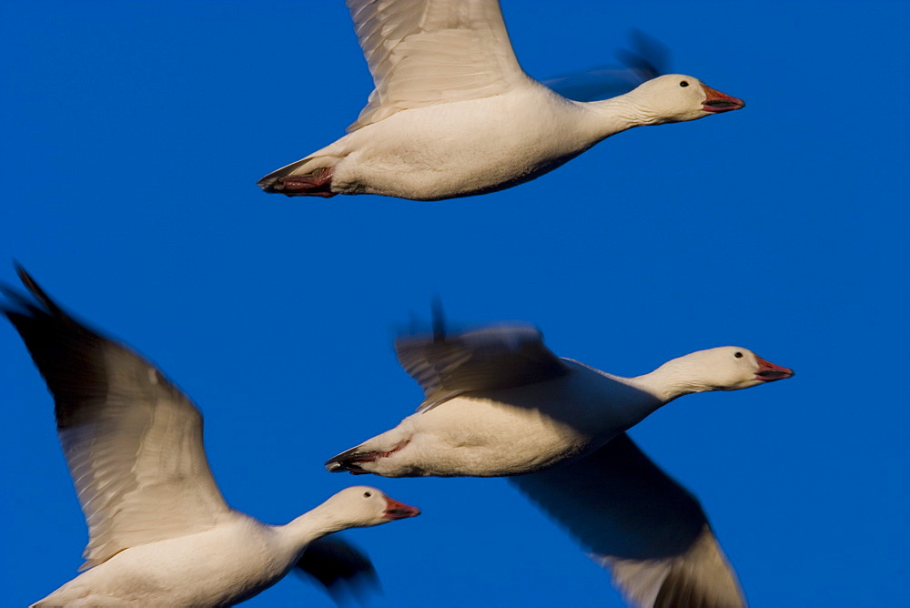 Snow Goose, (Anser caerulescens), Bosque del Apache, Soccoro, New Mexico, USA