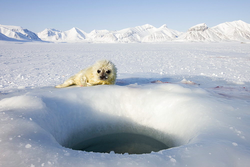 Ringed seal (Phoca hispida) pup, Billefjord, Svalbard, Spitzbergen, Arctic, Norway, Scandinavia, Europe