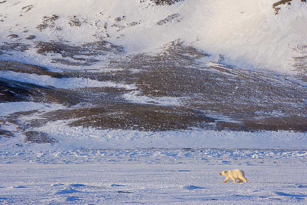 Polar bear walking on the ice, Billefjord, Svalbard, Spitzbergen, Arctic, Norway, Scandinavia, Europe