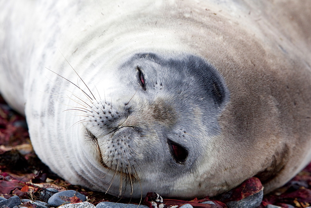 Weddell seal (Leptonychotes weddellii), Half Moon Island, Shetland Islands, Antarctic, Polar Regions