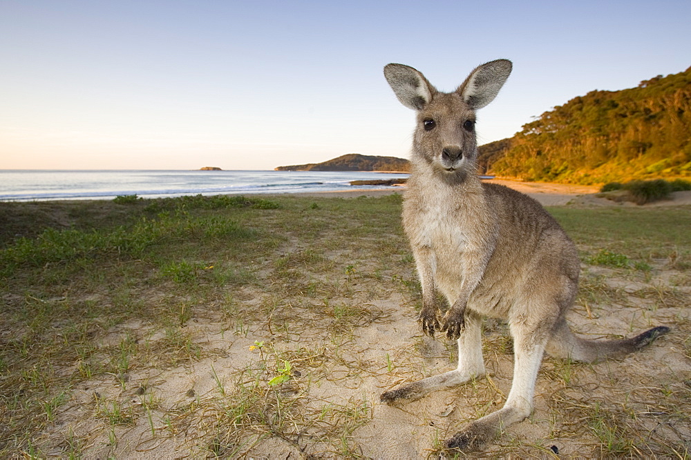 Eastern Grey Kangaroo, (Macropus giganteus), Pebbly Beach, Marramarang N.P., New South Wales, Australia