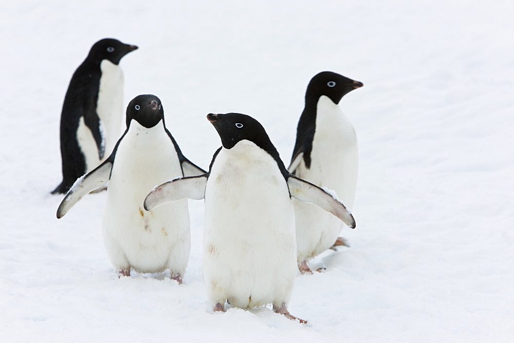 Adelie penguins (Pygoscelis adeliae), Commonwealth Bay, Antarctica, Polar Regions