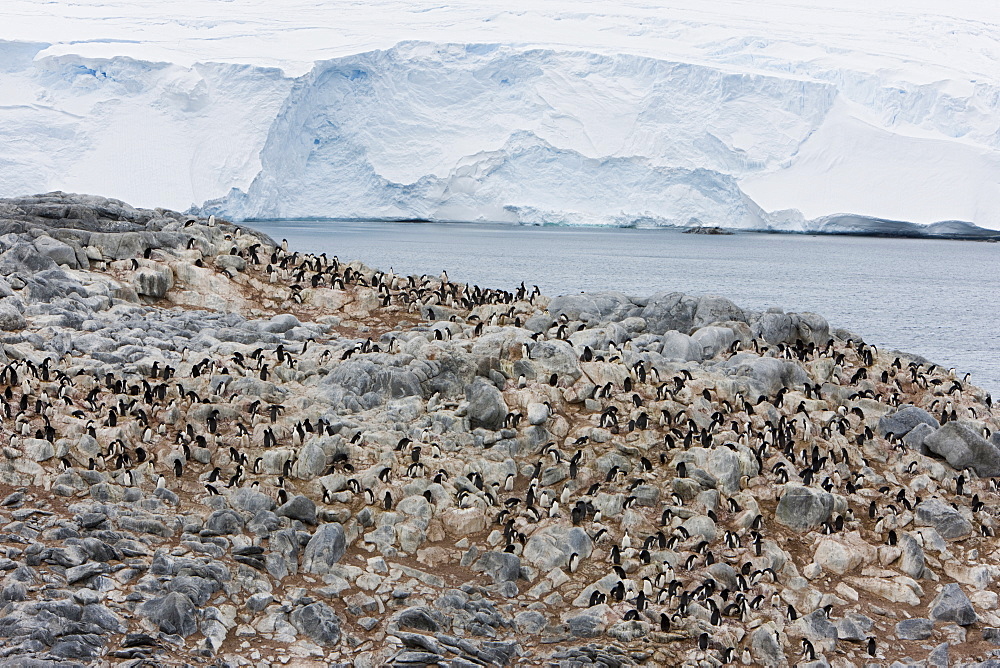 Adelie penguin colony (Pygoscelis adeliae), Commonwealth Bay, Antarctica, Polar Regions