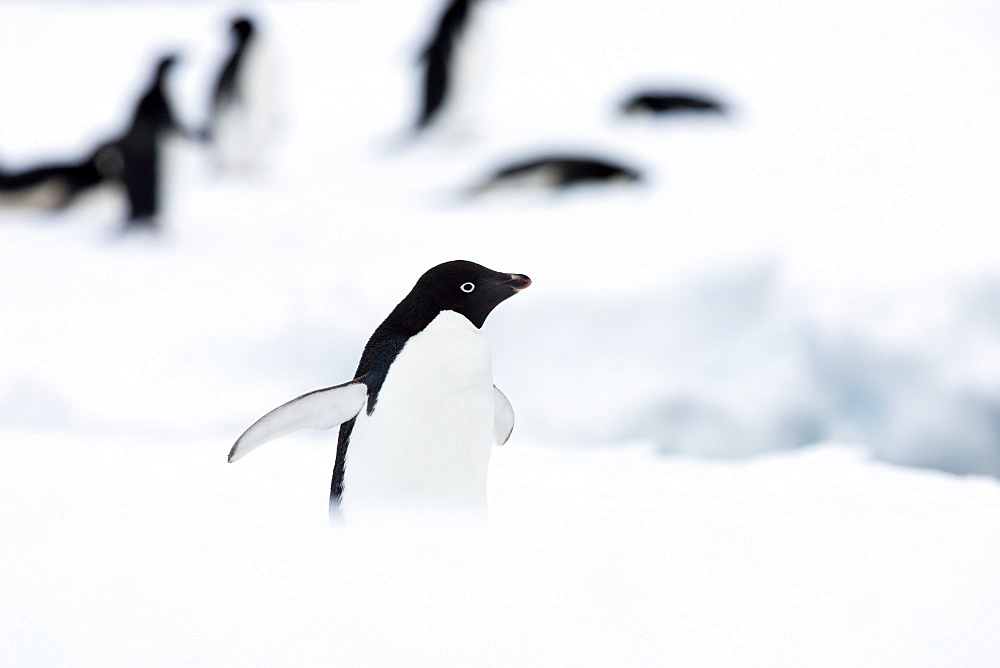 Adelie penguin (Pygoscelis adeliae), Commonwealth Bay, Antarctica, Polar Regions