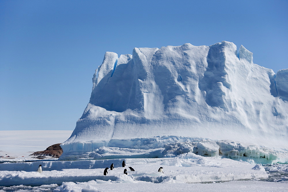 Adelie penguins (Pygoscelis adeliae), in front of an iceberg, Dumont d'Urville, Antarctica, Polar Regions