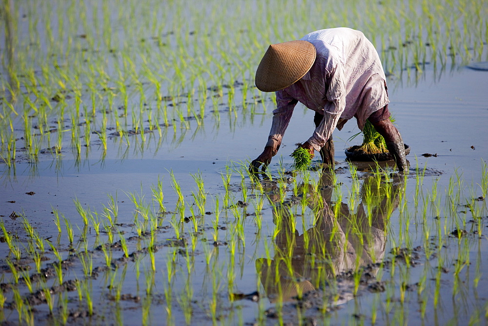 Farmer planting rice, Kerobokan, Bali, Indonesia, Southeast Asia, Asia