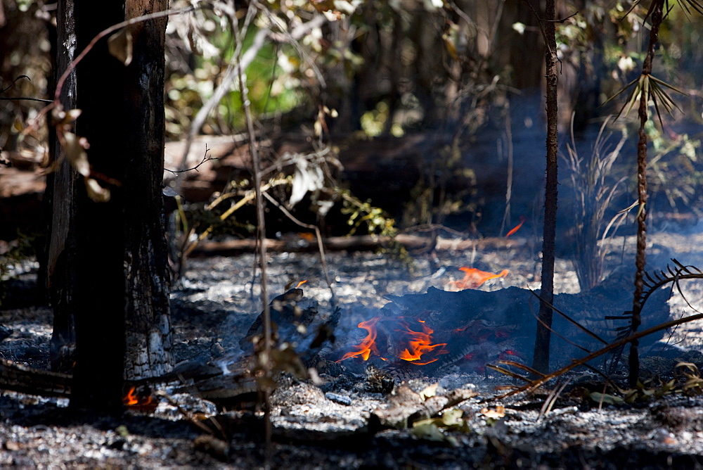 Forest fire in country outside Perth, West Australia, Australia, Pacific