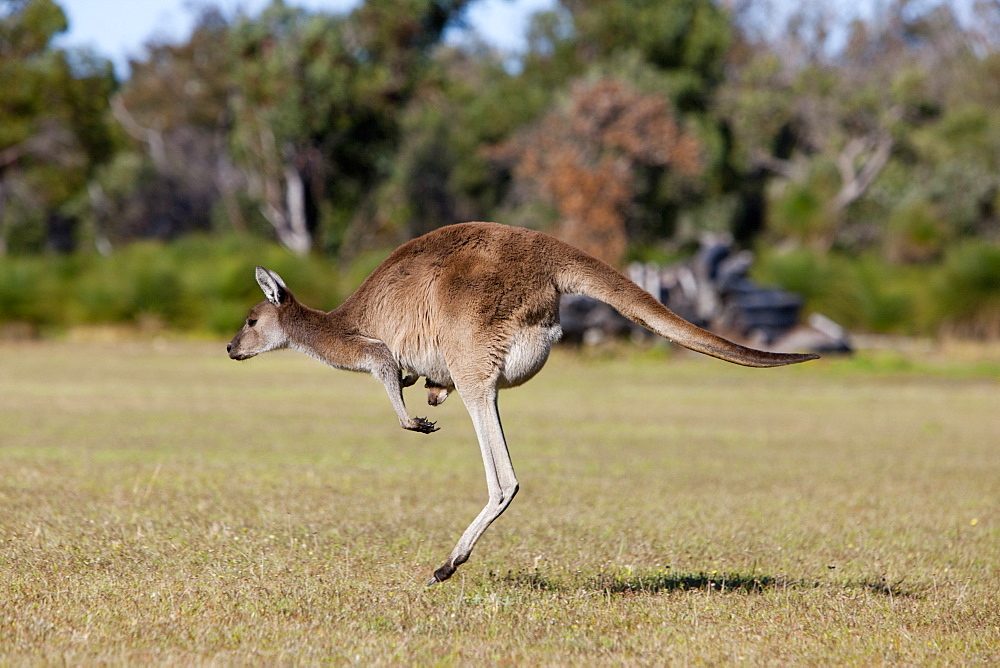 Western gray kangaroo (Macropus fuliginosus) with joey in pouch, Yanchep National Park, West Australia, Australia, Pacific