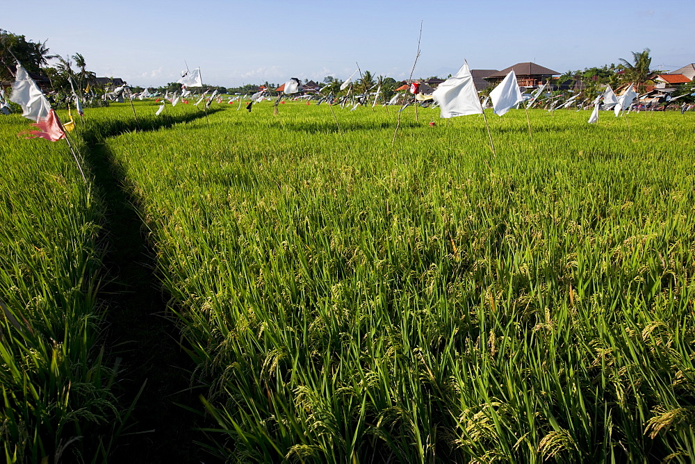 Rice field, Kerobokan, Bali, Indonesia, Southeast Asia, Asia