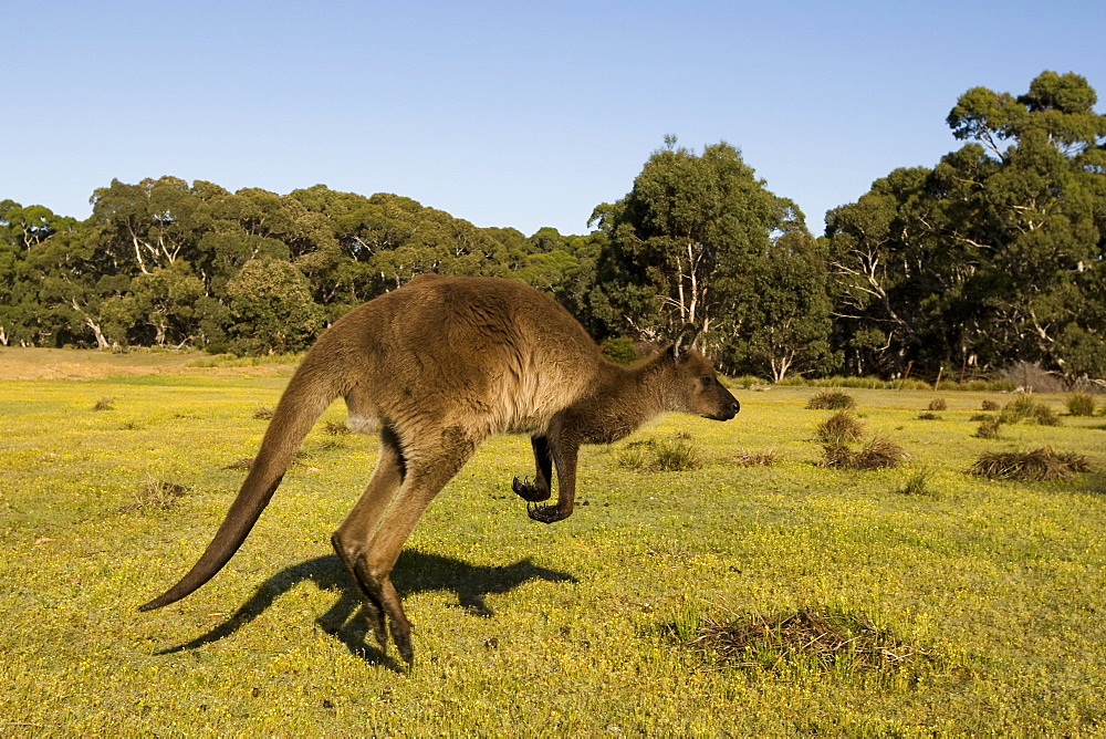 Kangaroo Island grey kangaroo (Macropus fuliginosus), Flinders Chase National Park, Kangaroo Island, South Australia, Australia, Pacific