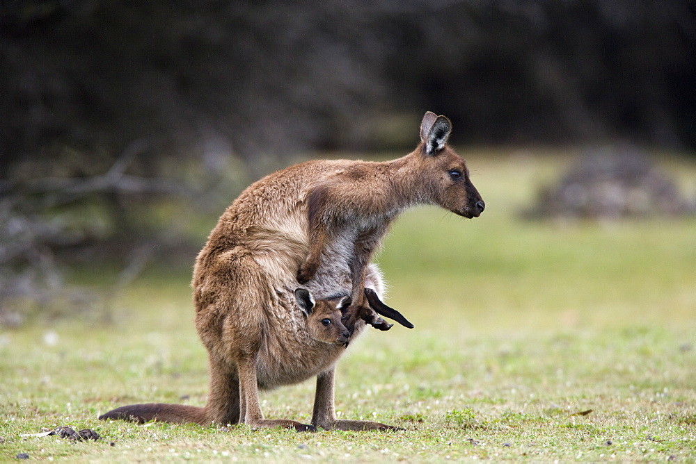 Kangaroo Island grey kangaroo (Macropus fuliginosus) with joey in pouch, Kelly Hill Conservation, Kangaroo Island, South Australia, Australia, Pacific