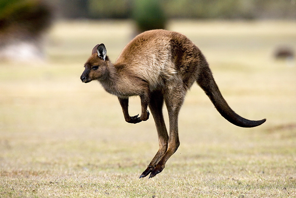 Kangaroo Island grey kangaroo (Macropus fuliginosus), Kelly Hill Conservation, Kangaroo Island, South Australia, Australia, Pacific