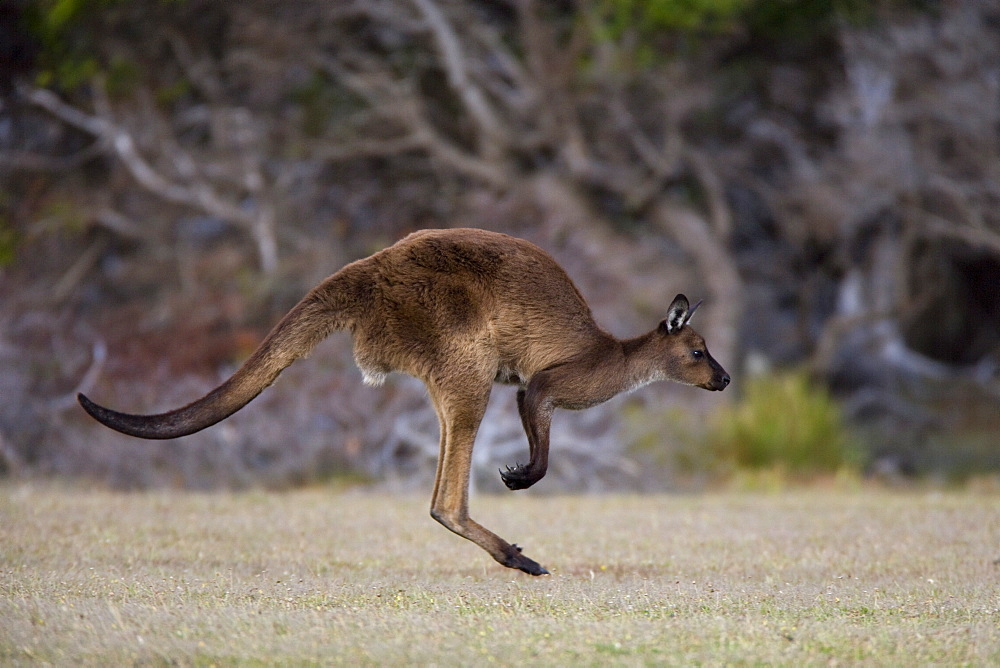 Kangaroo Island grey kangaroo (Macropus fuliginosus), Kelly Hill Conservation, Kangaroo Island, South Australia, Australia, Pacific