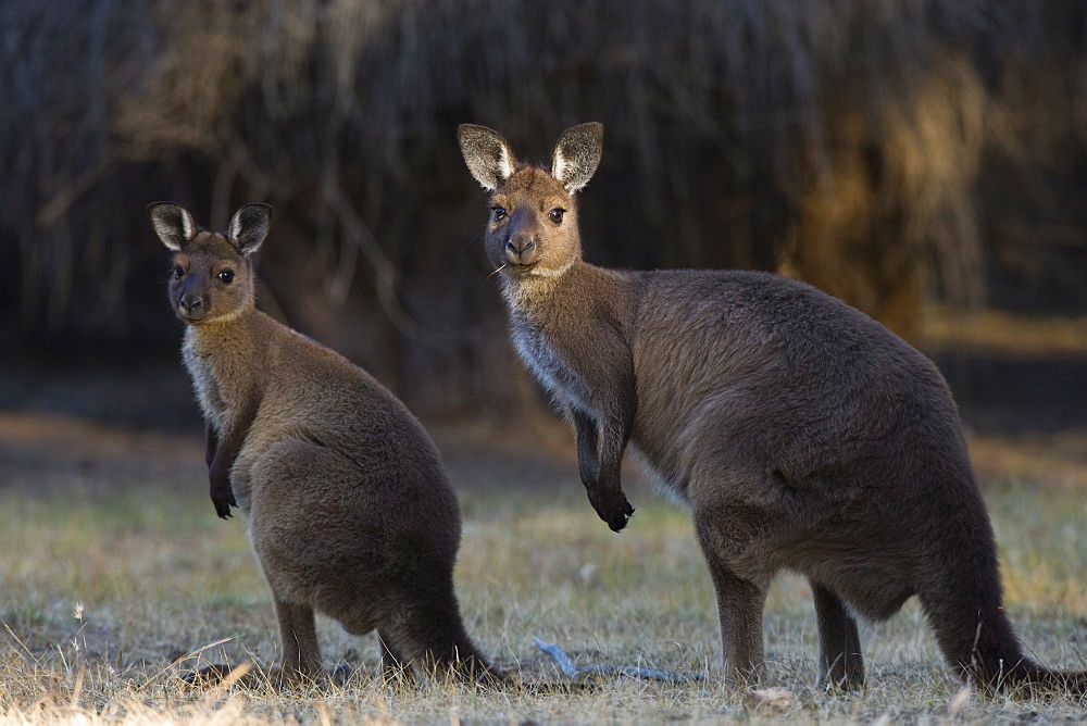 Kangaroo Island grey kangaroos (Macropus fuliginosus), Lathami Conservation Park, Kangaroo Island, South Australia, Australia, Pacific