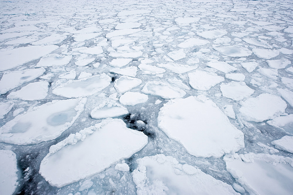 Ice floe, drift ice, Greenland, Arctic, Polar Regions