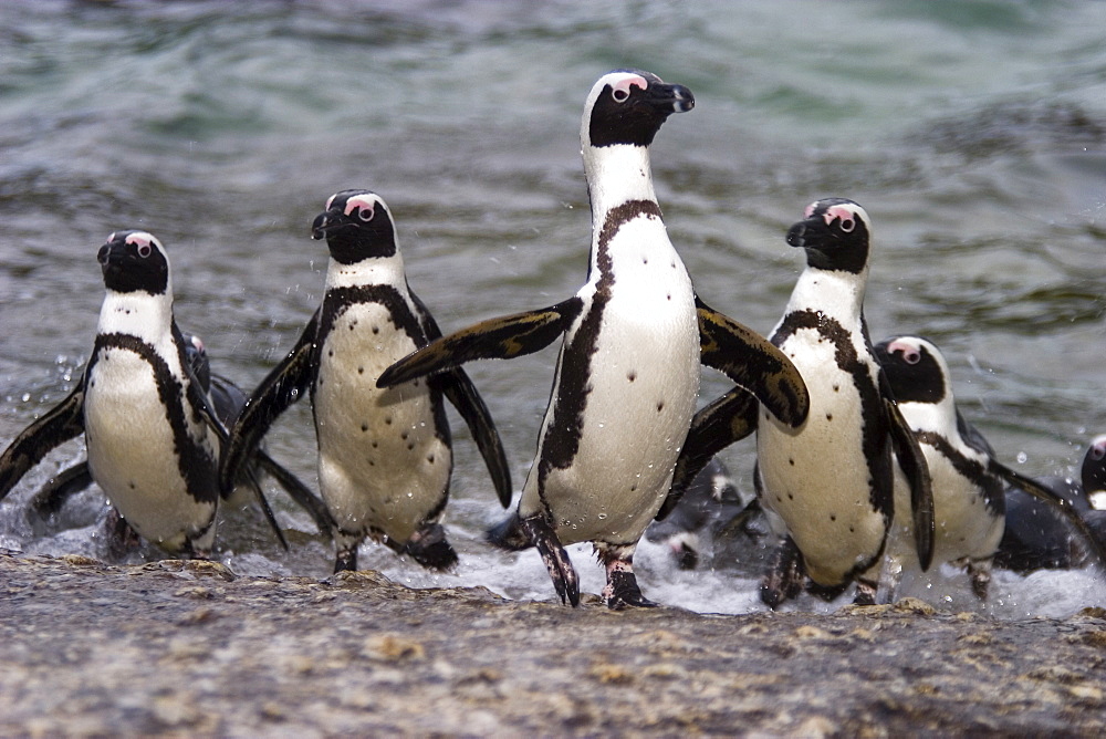 Jackass Pinguin, (Spheniscus demersus), Boulder's Beach, Capetown, South Africa