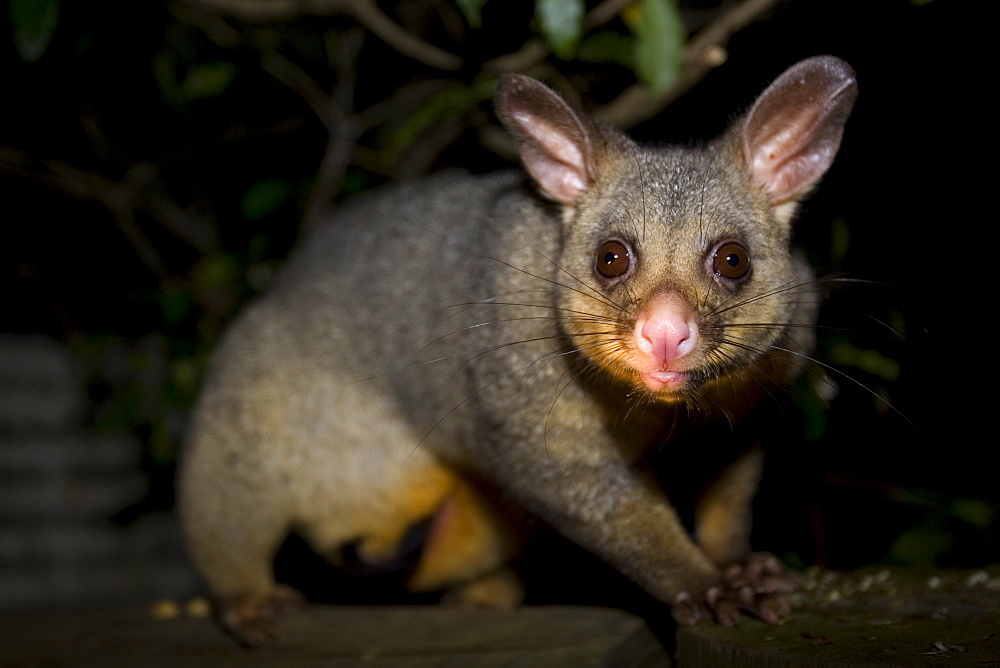 Common Brushtail Possum, (Trichosurus vulpecula), Pebbly Beach, Marramarang N.P., New South Wales, Australia