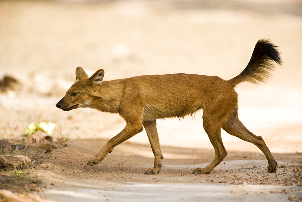 Dhole/Wild Dog, (Cuon alpinus), Bandhavgarh N.P., Madhya Pradesh, India