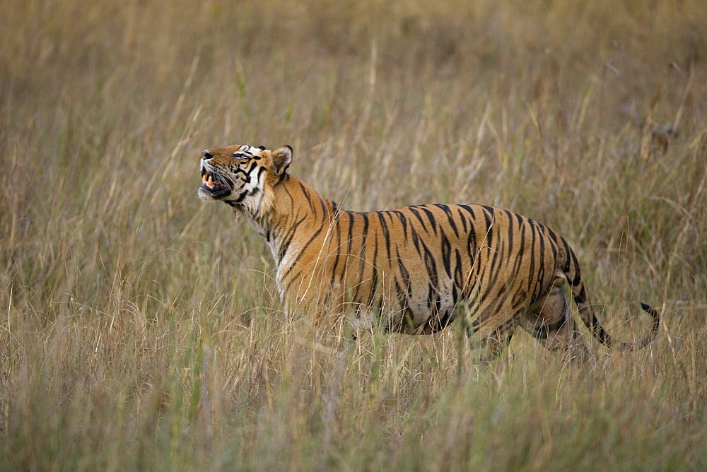 Bengal tiger, (Panthera tigris), Bandhavgarh, Madhya Pradesh, India