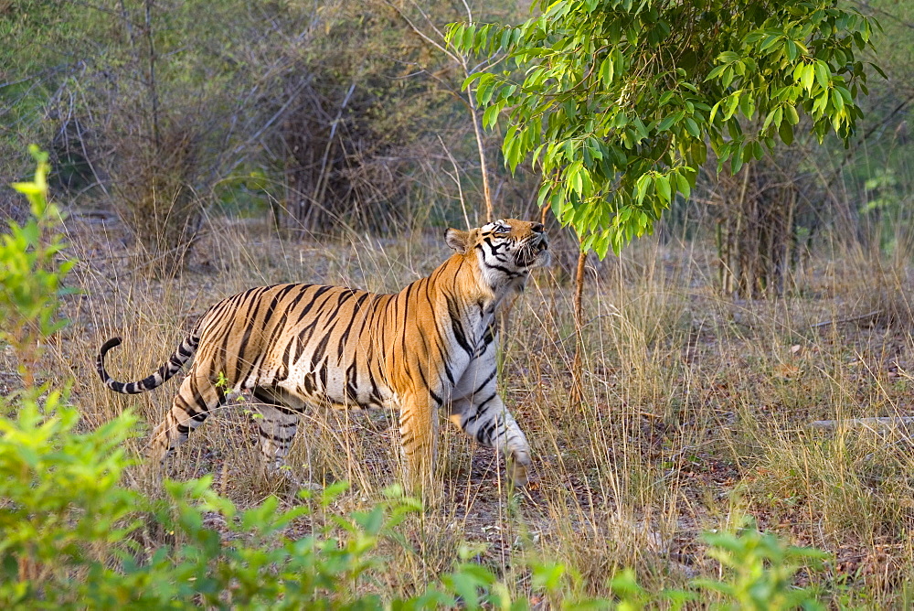 Bengal tiger, (Panthera tigris), Bandhavgarh, Madhya Pradesh, India