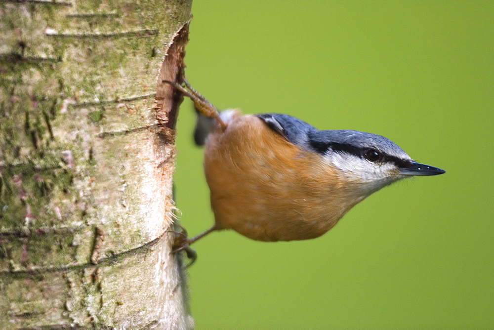 Eurasian Nuthatch, (Sitta europaea), Bielefeld, Nordrhein Westfalen, Germany