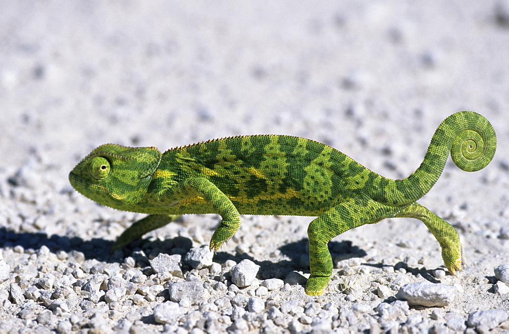 Flap-necked Chameleon, (Chamaeleo dilepsis), Etoscha National Park, Namibia