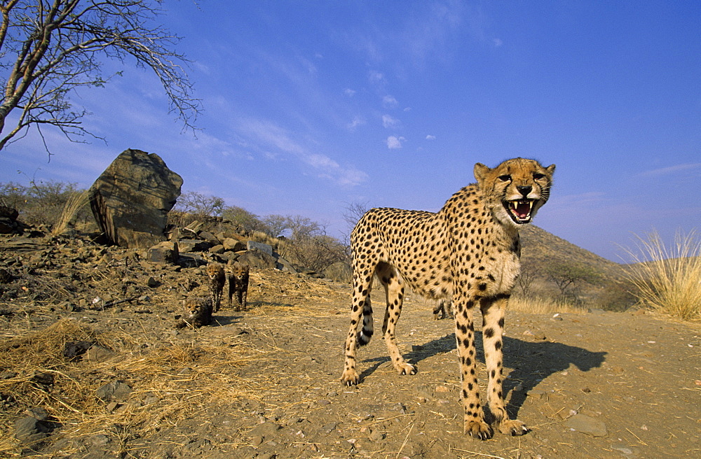 Cheetah, (Acinonyx jubatus), Duesternbrook Private Game Reserve, Windhoek, Namibia