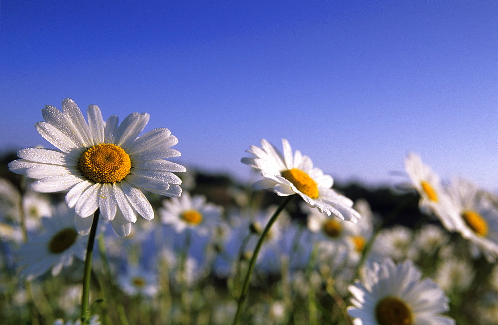 Daisy, Asteraceae, Hiller Moor, NRW, Germany