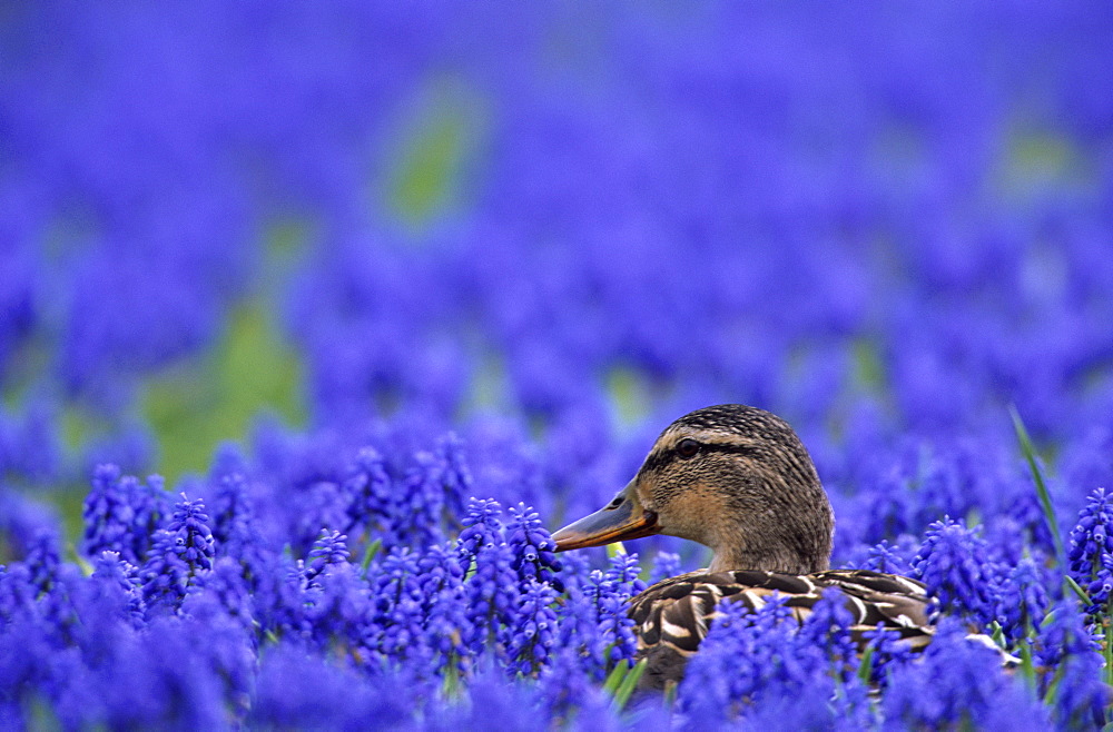 Mallard (Anas platyrhynchos), Alkmaar, Netherland