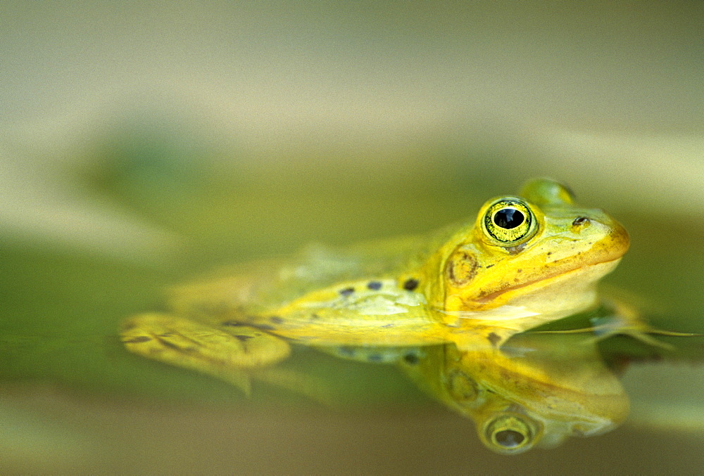 European Edible Frog, Rana esculenta, Bielefeld, NRW, Germany