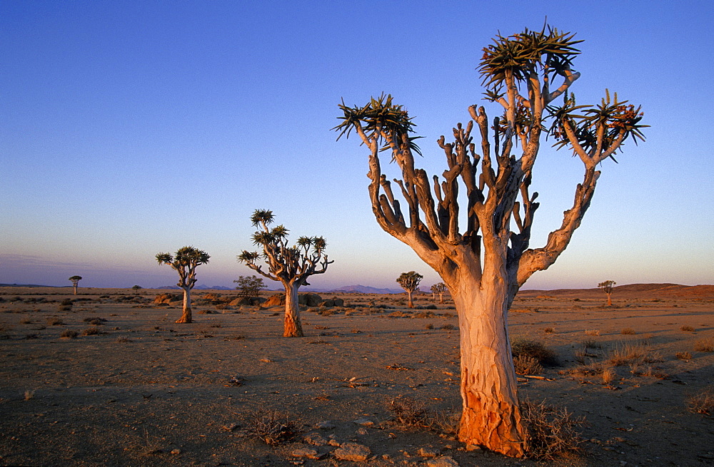 Kokerboom, (Aloe dichotoma), Blutkopje, Namibia