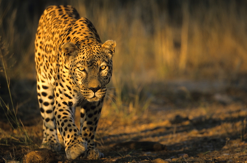 Leopard, (Panthera pardus), Duesternbrook Private Game Reserve, Windhoek, Namibia