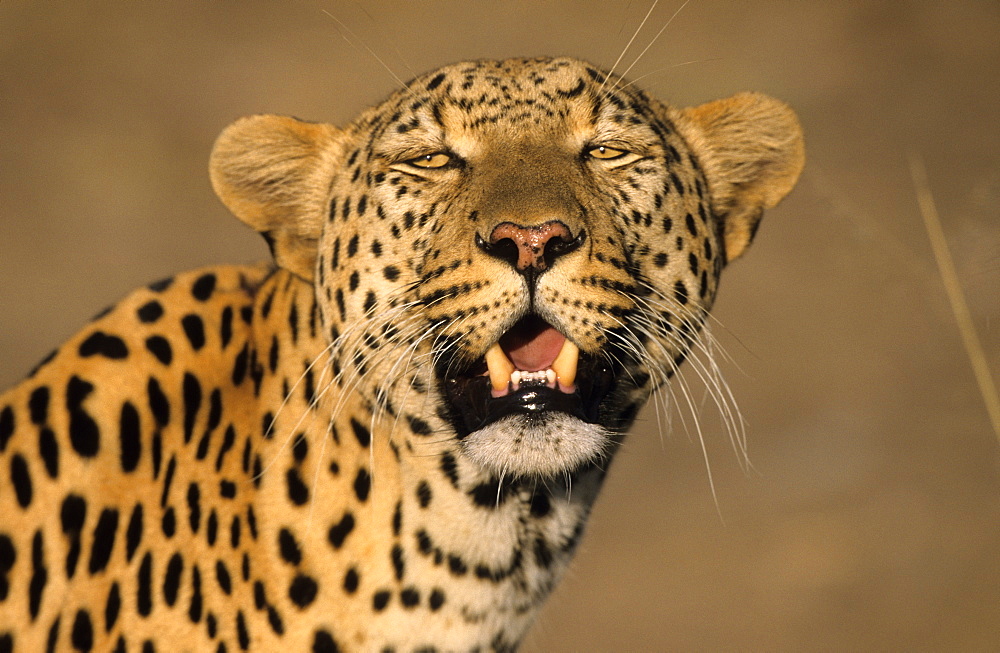 Leopard, (Panthera pardus), Duesternbrook Private Game Reserve, Windhoek, Namibia