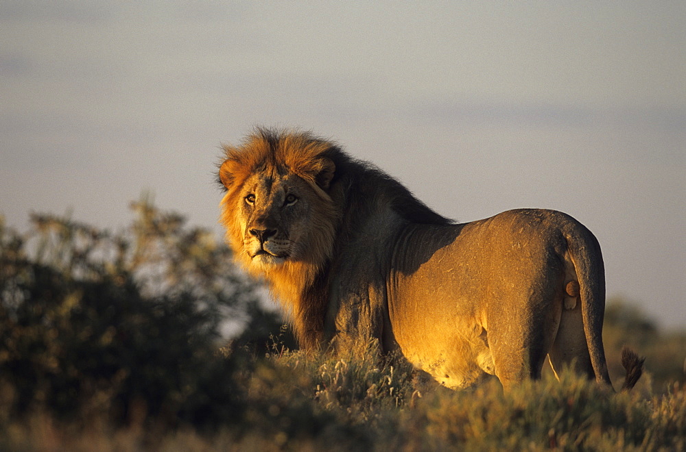 Lion, (Panthera leo), Etoscha National Park, Namibia