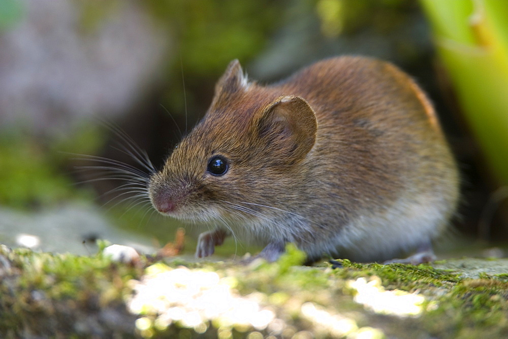 Common Vole, (Microtus arvalis), Bielefeld, Nordrhein Westfalen, Germany