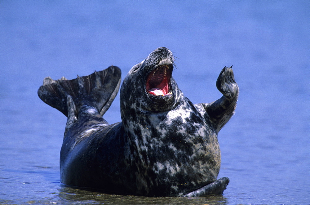 Gray Seal, (Halichoerus grypus), Helgoland, Schleswig-Holstein, Germany