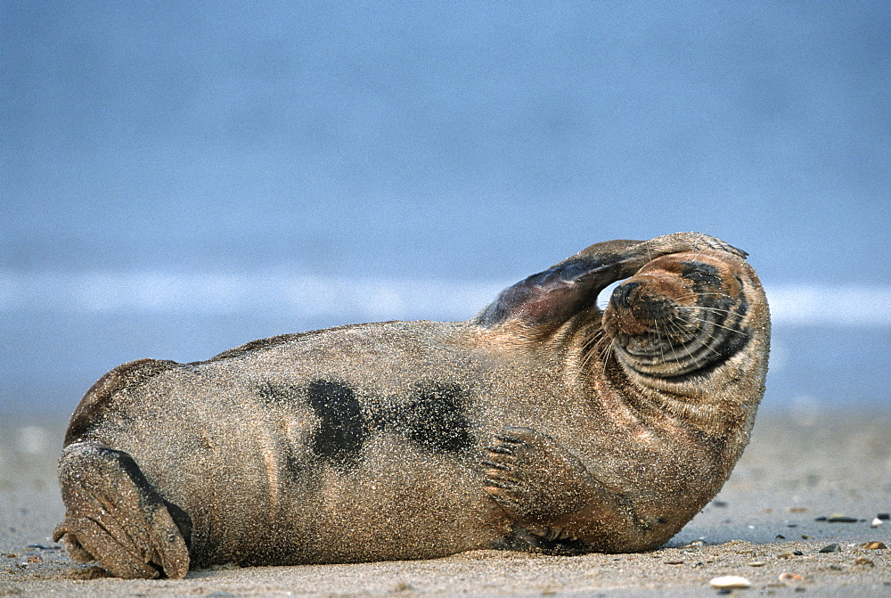 Grey seal (Halichoerus grypus), Helgoland, Schleswig-Holstein, Germany