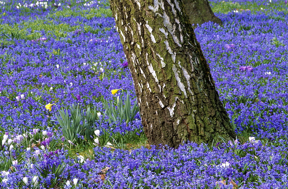 Scilla siberica, Bielefeld, Nordrhein Westfalen, Germany