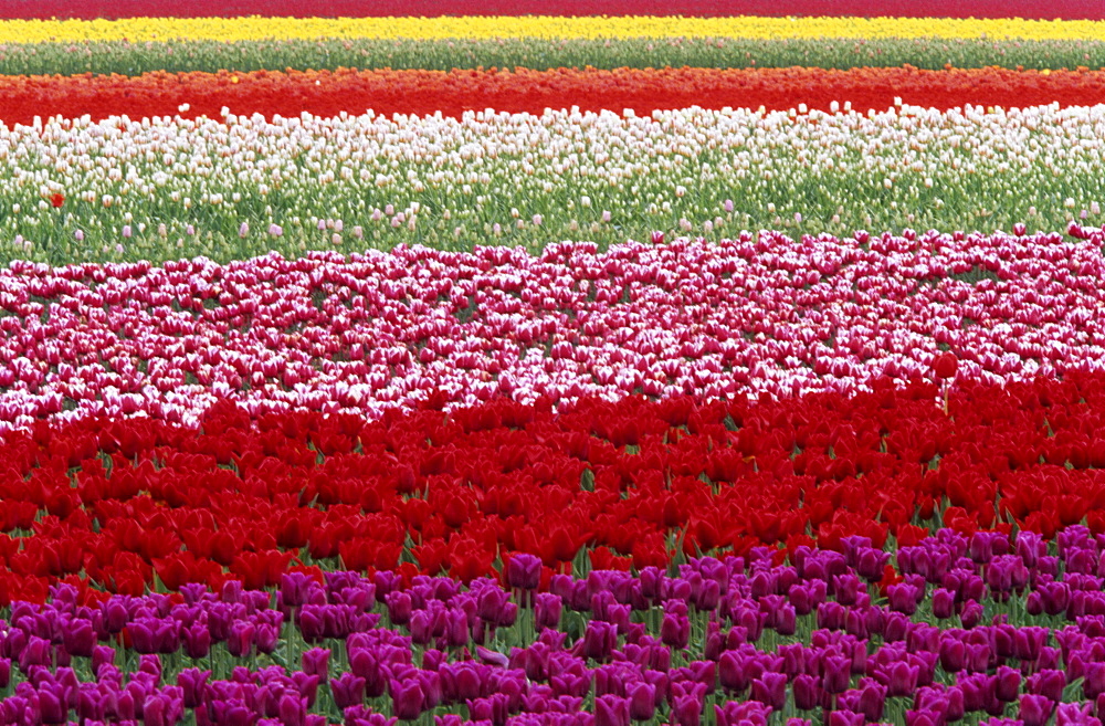 Tulipa species, Alkmaar, Holland (Netherlands), Europe