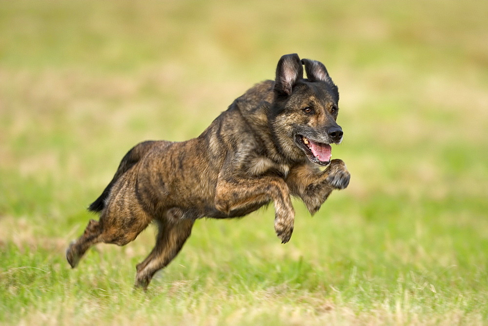 Dog, Bielefeld, Germany, Europe