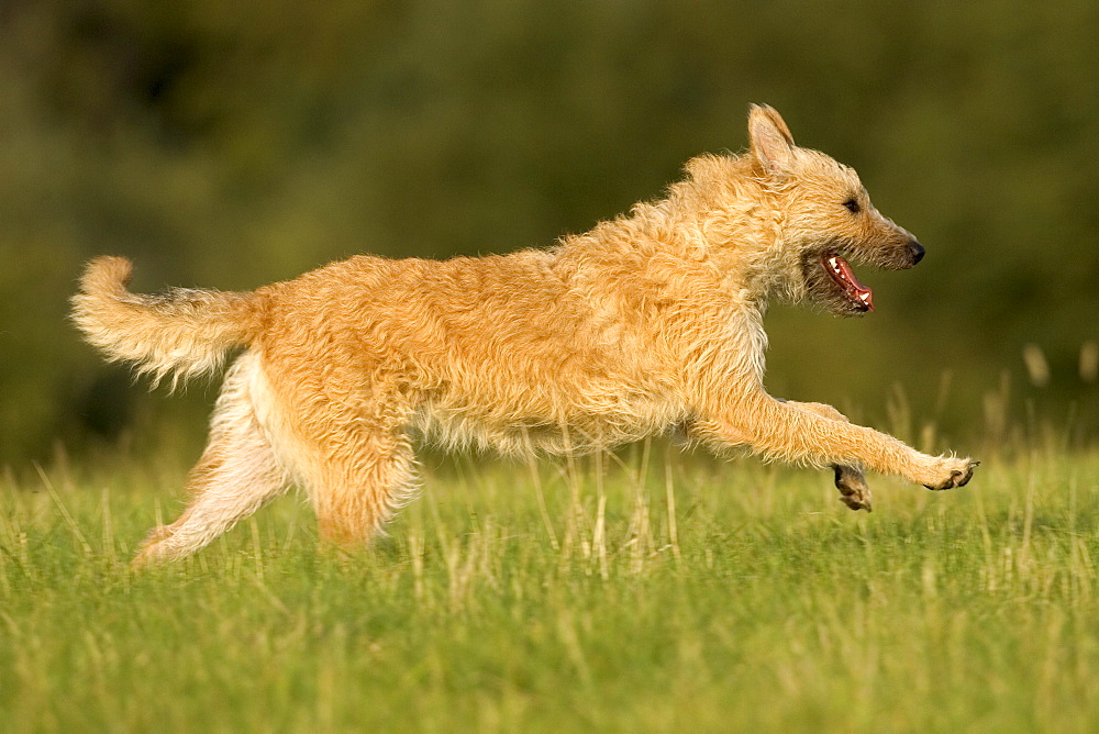 Belgian shepherd dog, Europe