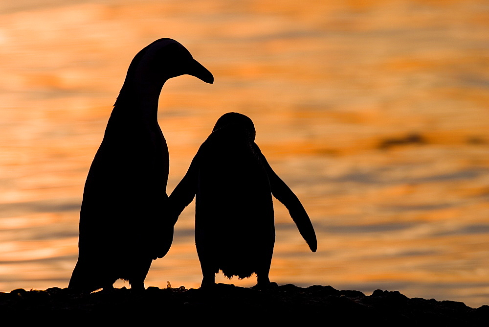 Jackass Pinguin, (Spheniscus demersus), Boulder's Beach, Capetown, South Africa