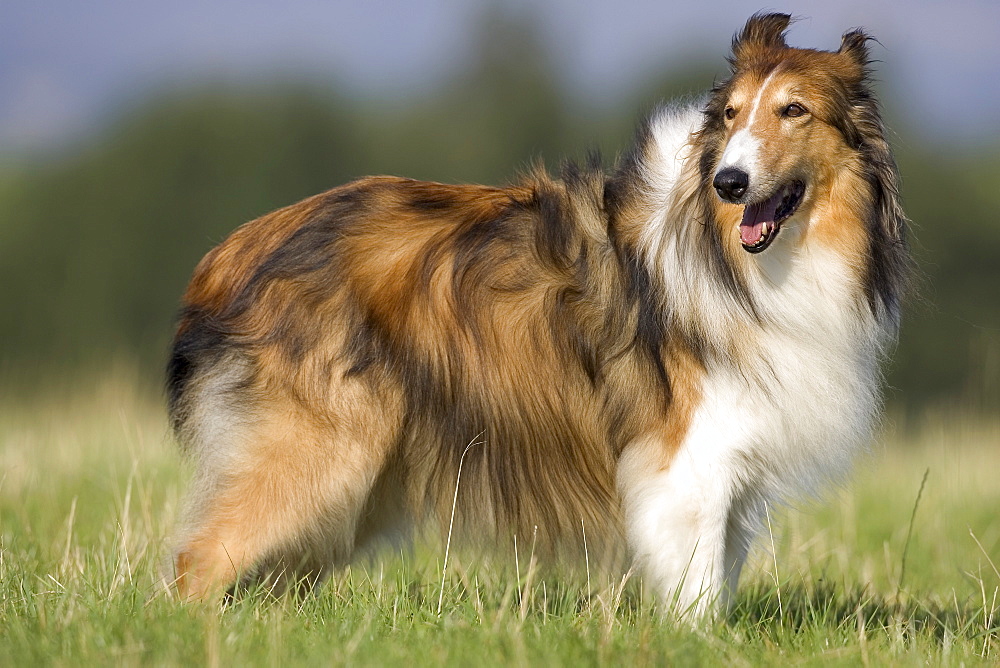 Dog, collie, Germany, Europe