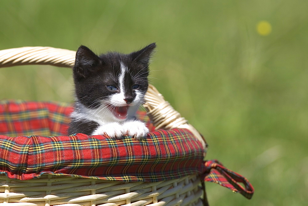 Cat, Lemgo, Germany, Europe