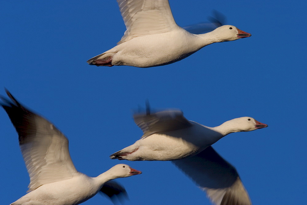 Snow goose (Anser caerulescens), Bosque del Apache, Socorro, New Mexico, United States of America, North America