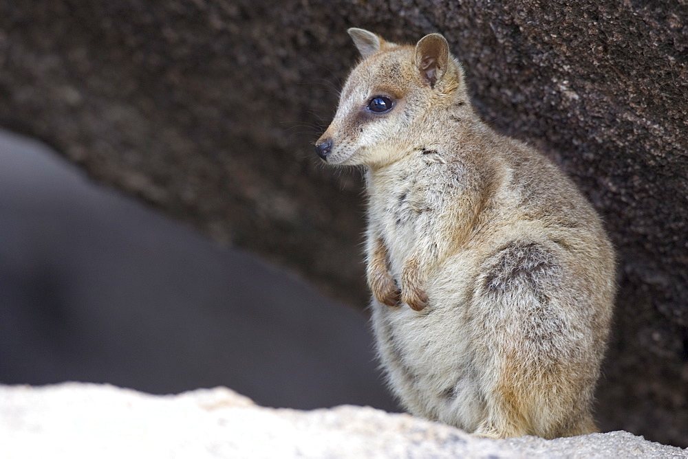 Black-footed rock wallaby (Petrogale lateralis), Magnetic Island, Queensland, Australia, Pacific