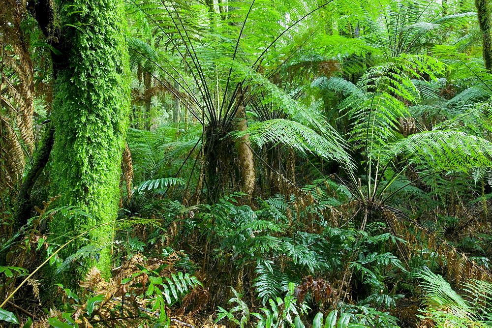 Rainforest, Otway National Park, Victoria, Australia, Pacific