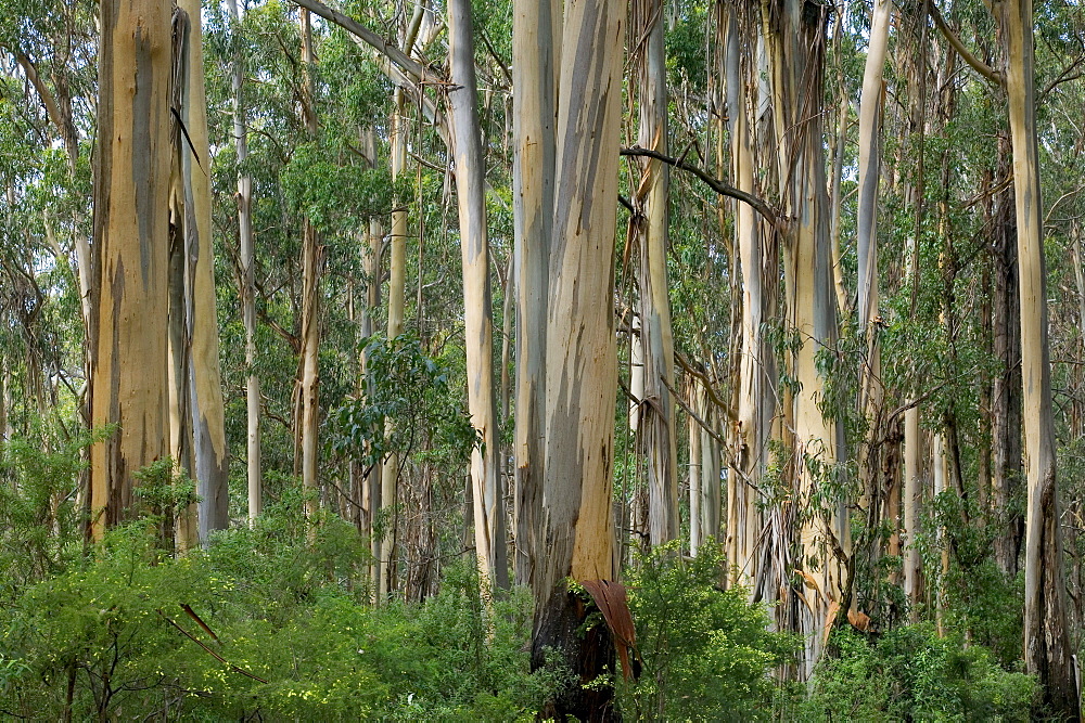 Eucalyptus trees, Great Ocean Road, Victoria, Australia, Pacific