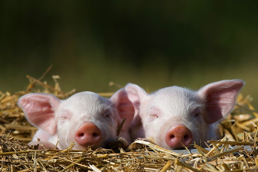 Domestic Pig, Huellhorst, Germany